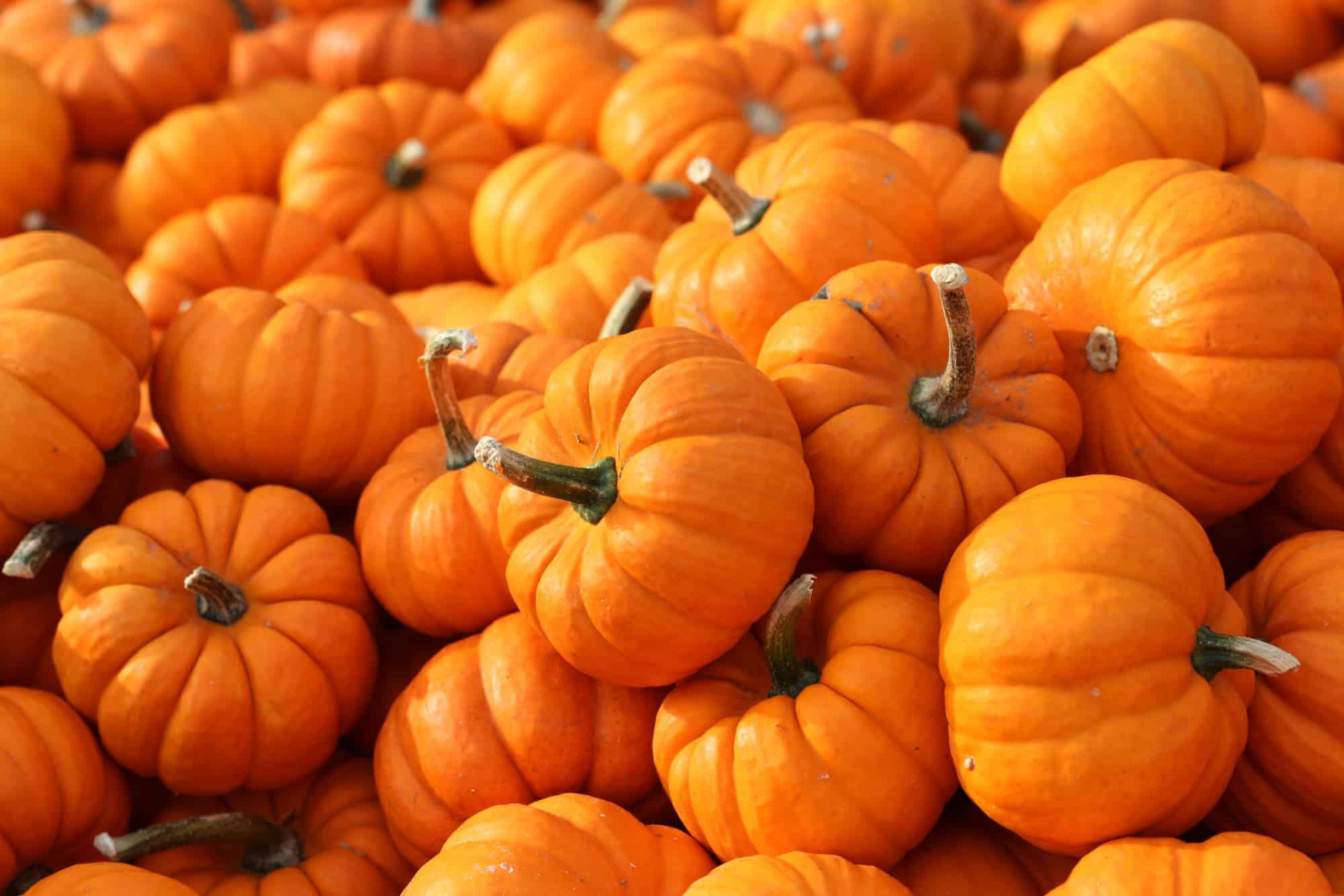 many mini pumpkins