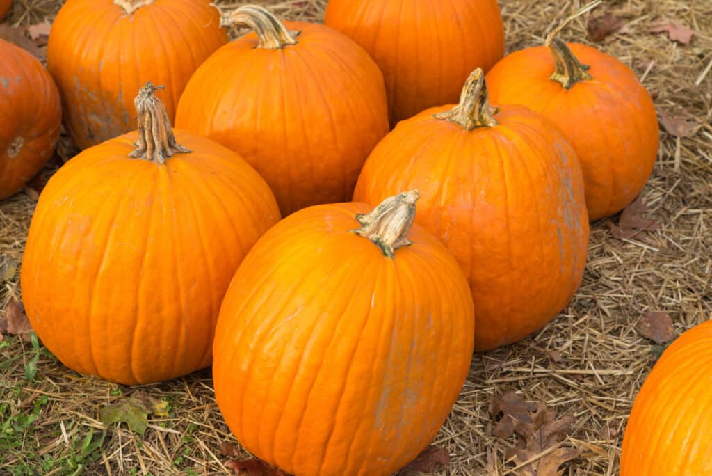 pile of orange pumpkins