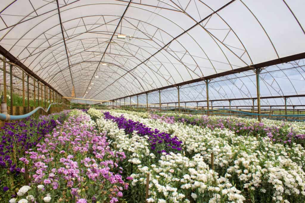 lisianthus flowers in greenhouse