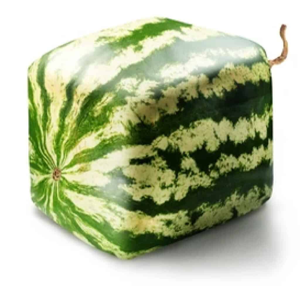 square watermelon isolated