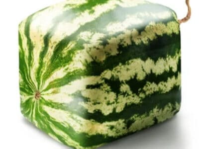 A The Story Behind Japan’s Square Watermelons, And Their Skyhigh Price