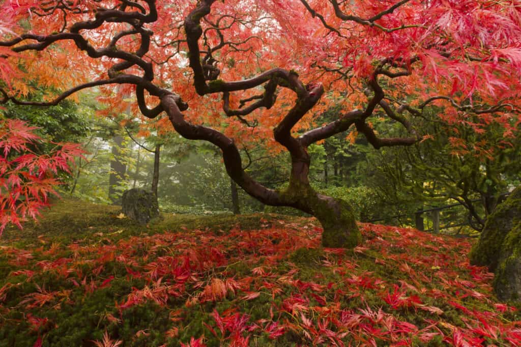 fully grown japanese maple tree