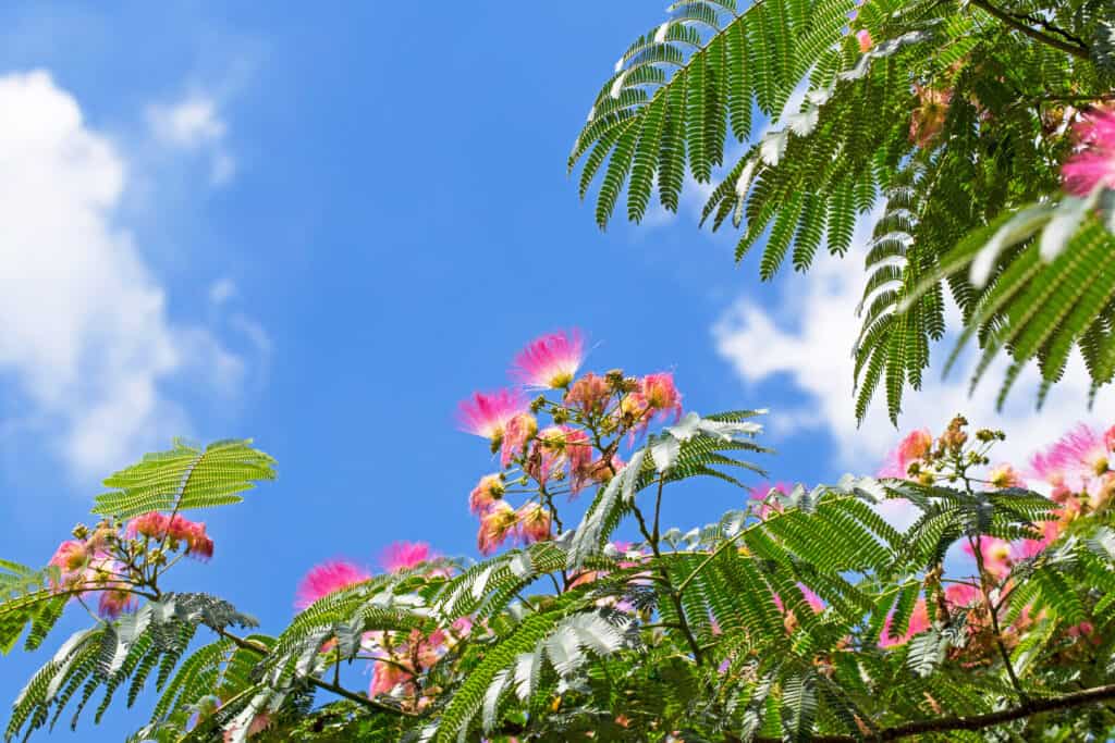 Pink flowers on blooming Albizia julibrissin (Persian silk tree, pink silk tree) on blue sky background