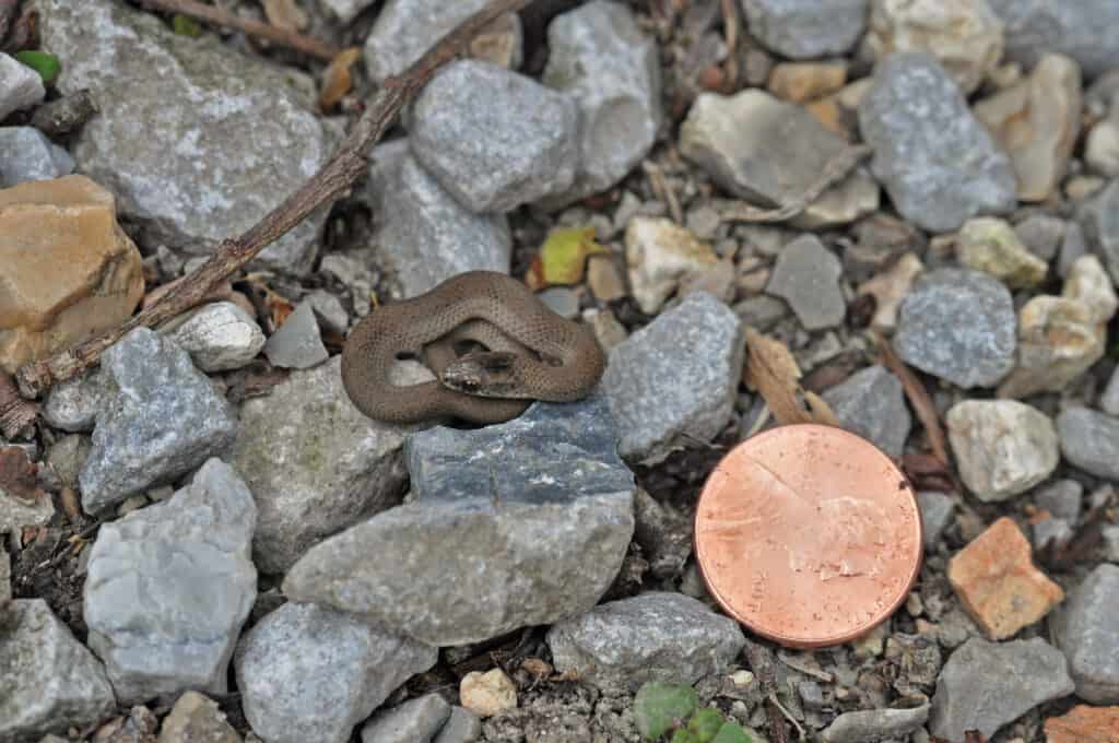 Smooth Earthsnake