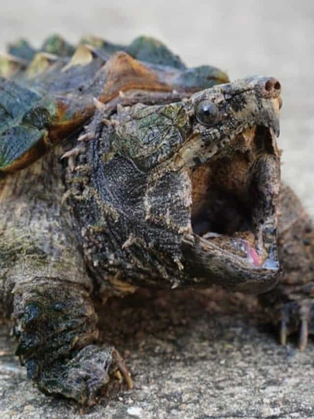 Snapping Turtle Lifespan How Long Do Snapping Turtles Live Cover image