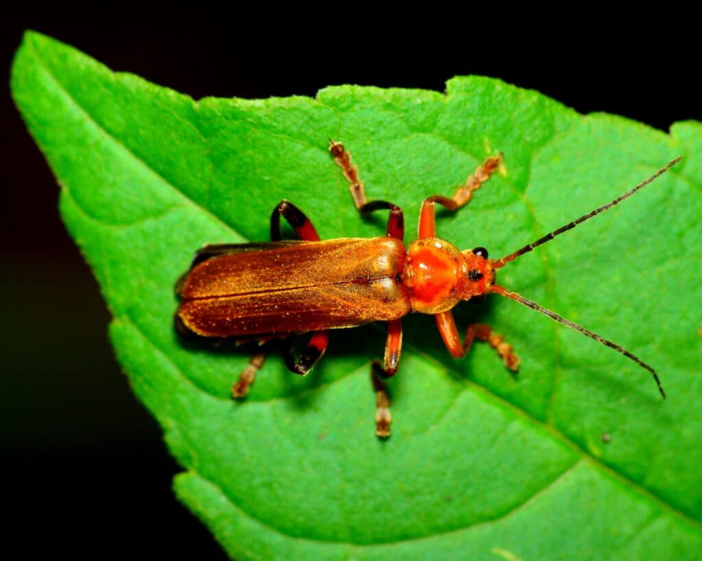 Soldier Beetle