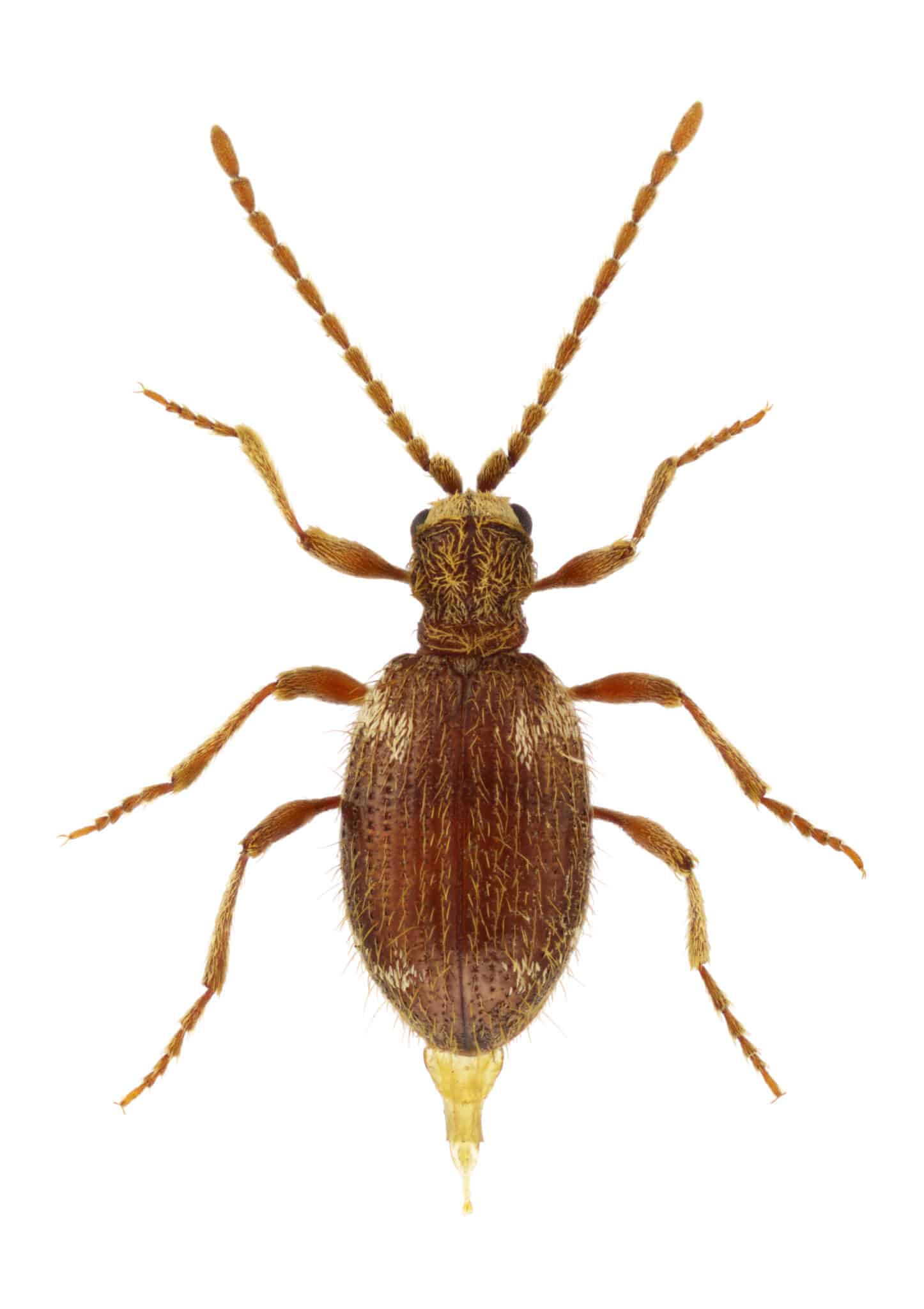 Spider Beetle Animal Facts Ptinidae A Z Animals Spider Beetle Female 1446x2048 