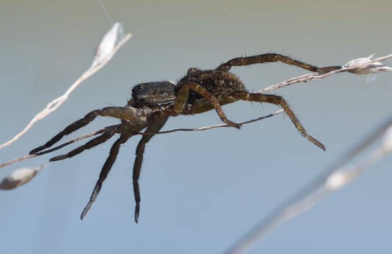 ballooning spider