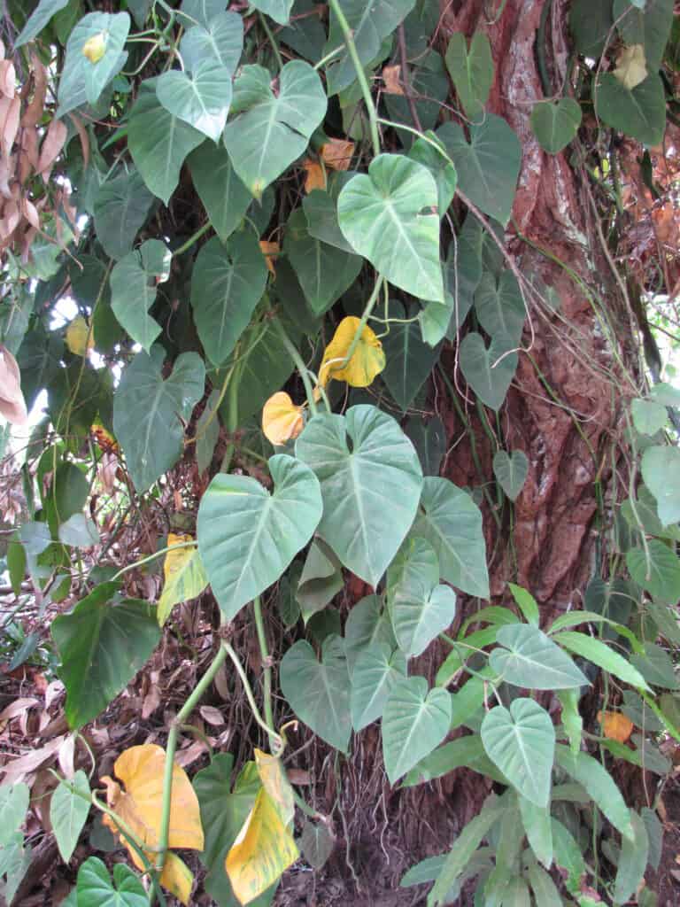 Philodendron cordatum growing along a tree