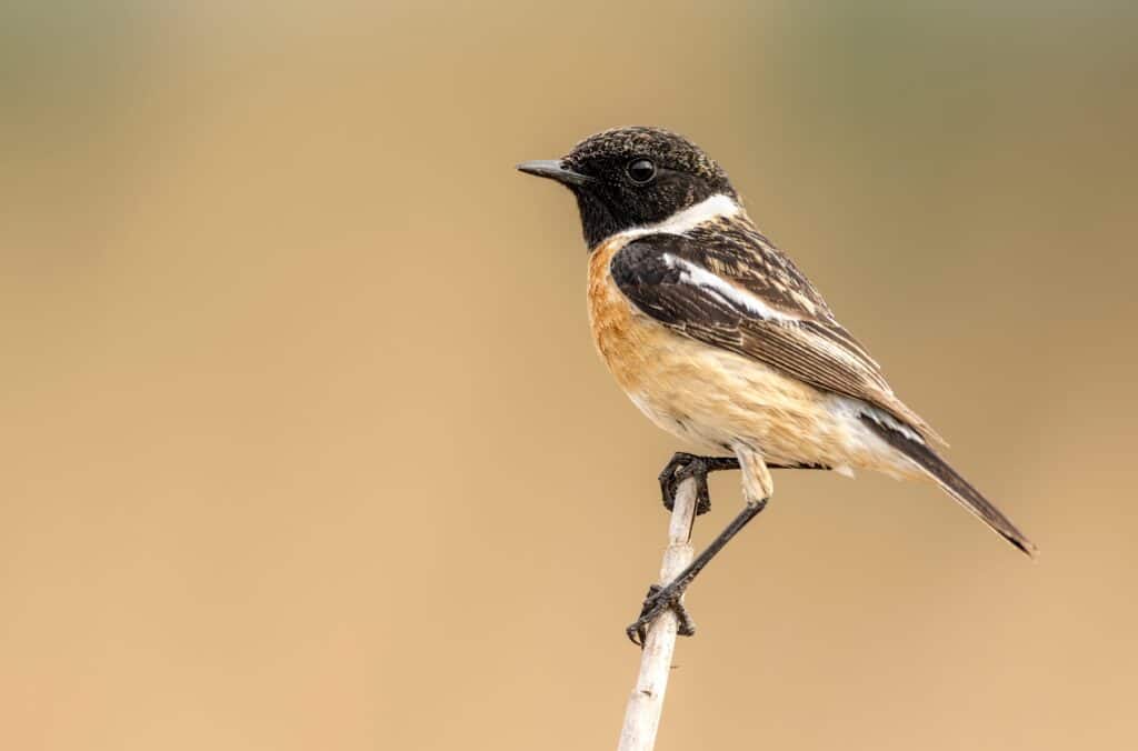 stonechat