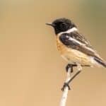 European Stonechat
