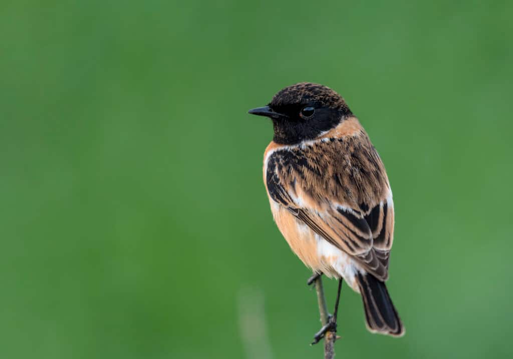 stonechat