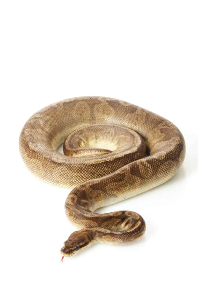 Sunset ball python