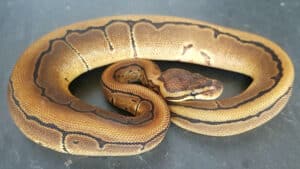 Desert Ghost Ball Python Animal Facts - Python regius - A-Z Animals