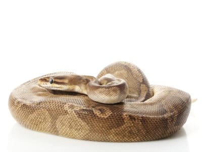 A Python regius