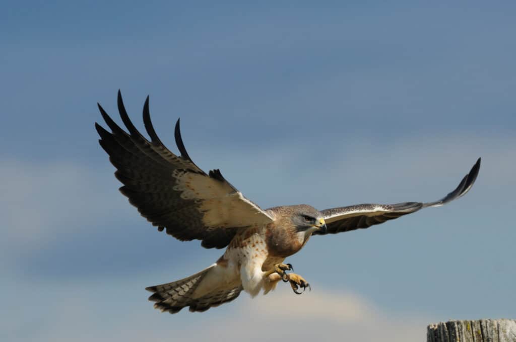 A Swainson Hawk soars in the sky, looking for its next prey.