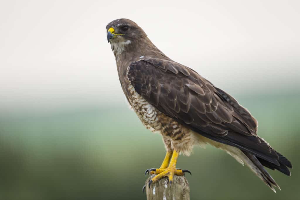 Swainson's,Hawk,Perched,On,A,Fence,Post,In,The,Farmlands