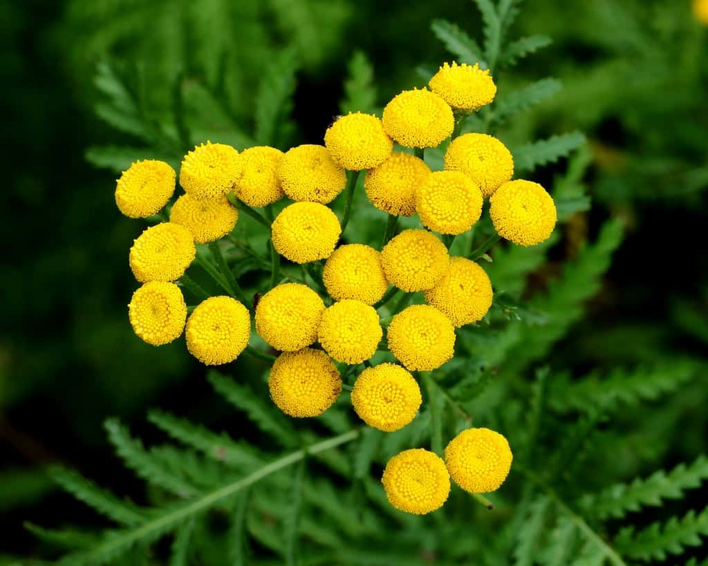Tansy is a fragrant member of the aster family