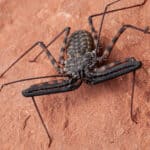 Whip spiders