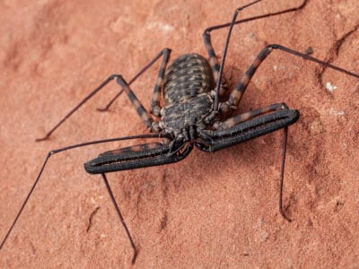 A Tailless Whip Scorpion