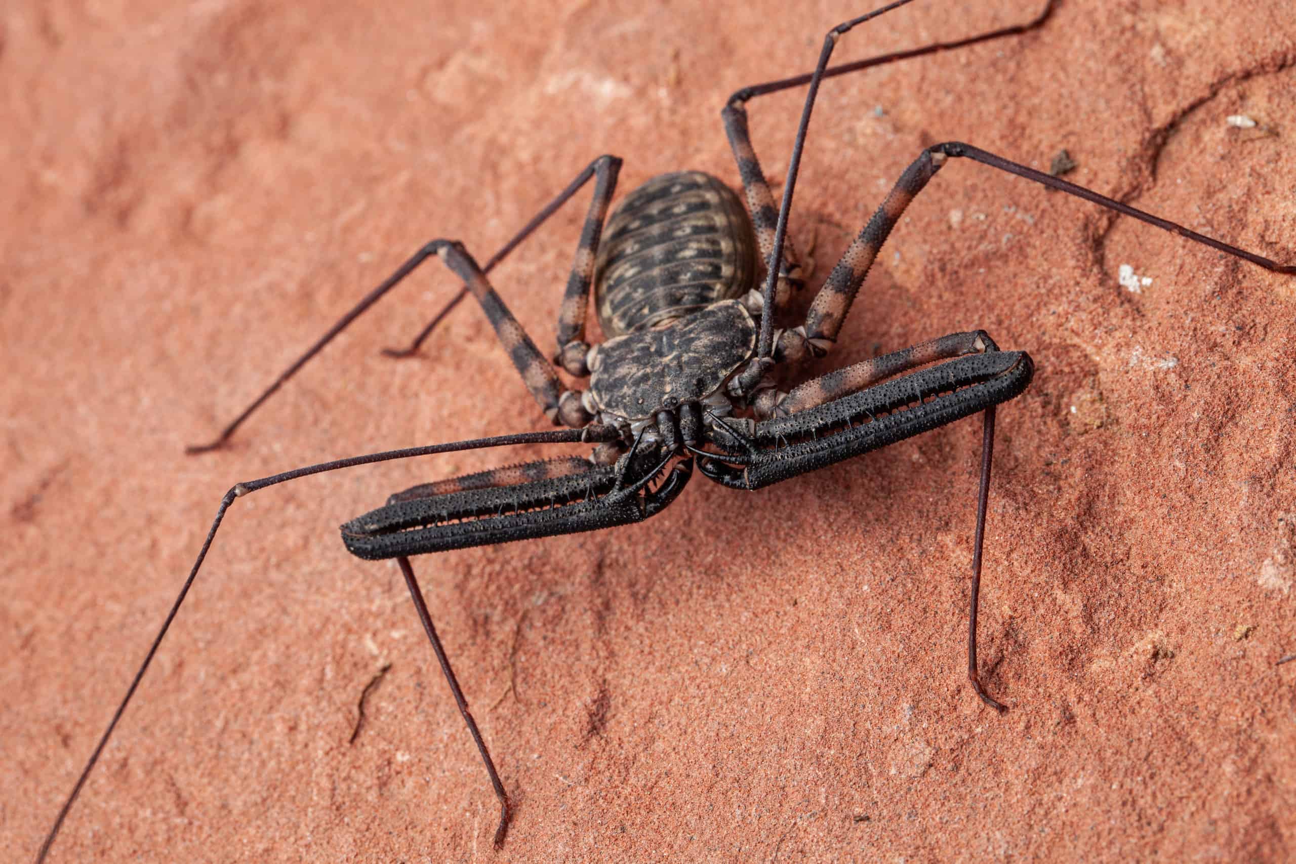 whiptail scorpion spider