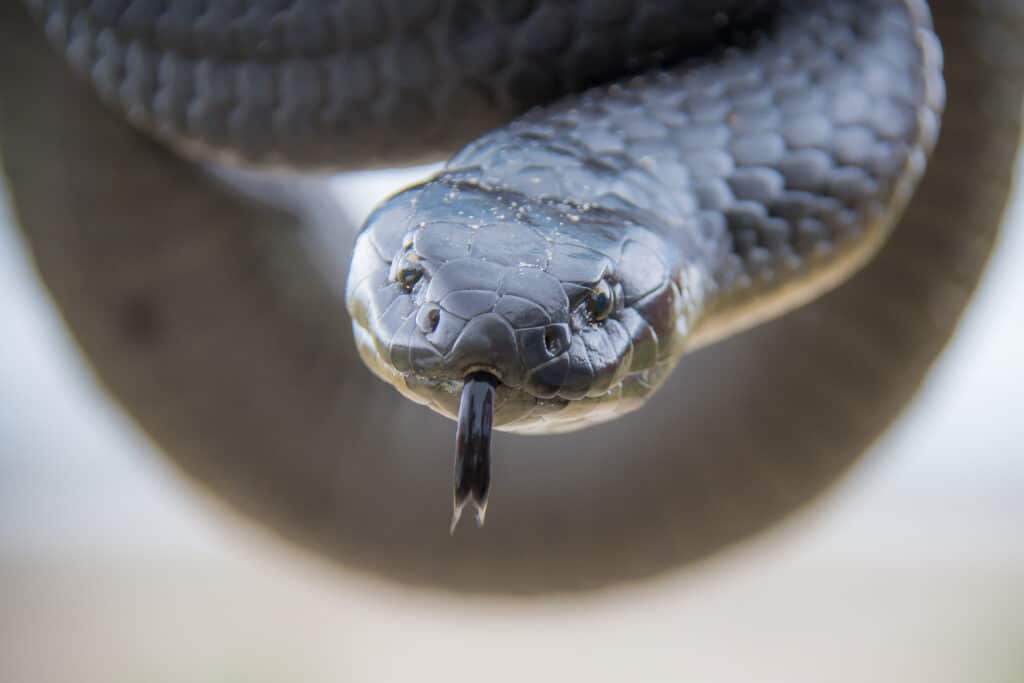 Tasmanian tiger snake