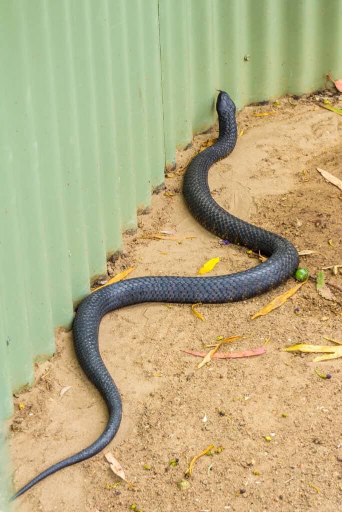 Tasmanian tiger snake