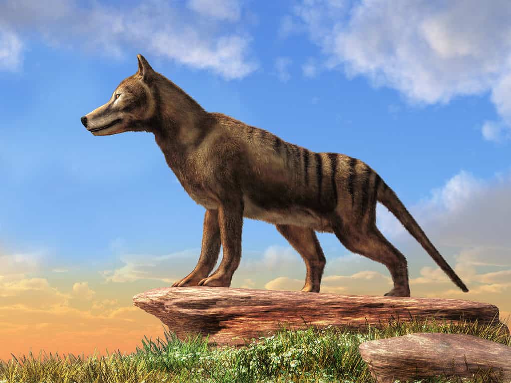 3D Illustration of Tasmanian Tiger or Thylacine