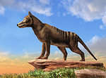 The Tasmanian tiger, also known as the thylacine, went extinct in the 1930s, after having been widely hunted for bounties.