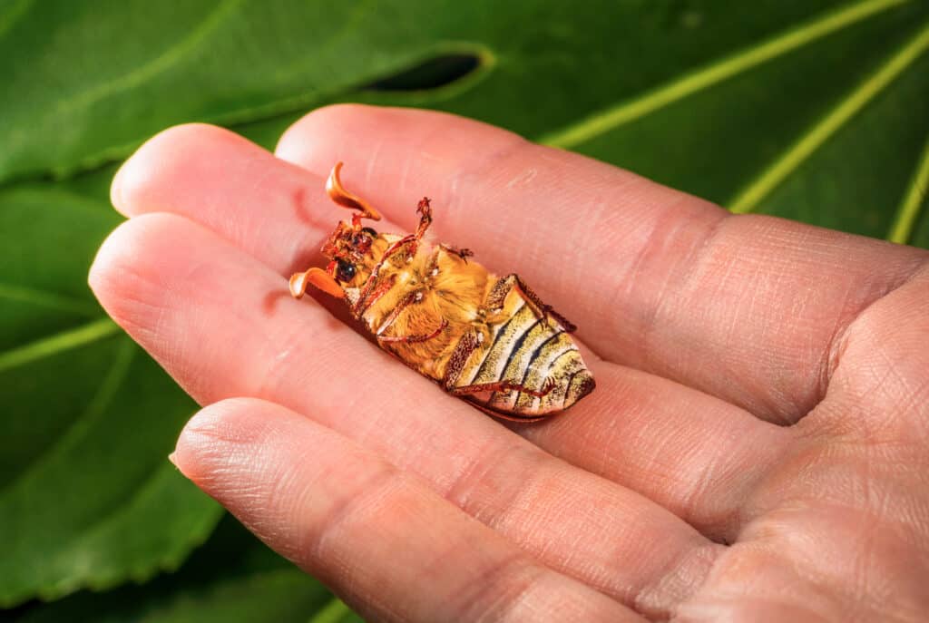 Ten-Lined June Beetle