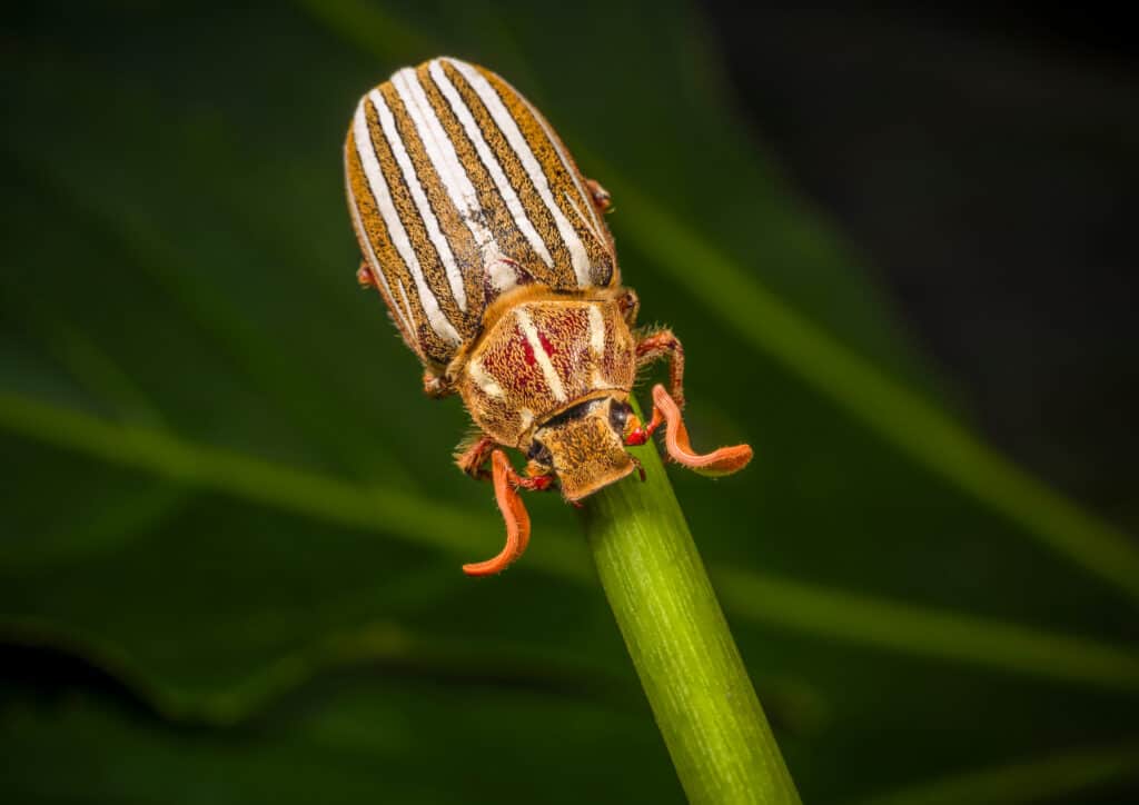 Ten-Lined June Beetle