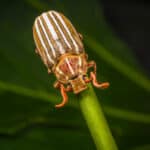Ten-lined June beetle