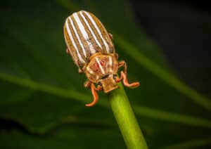 Ten-Lined June Beetle