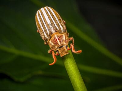 A Ten-Lined June Beetle