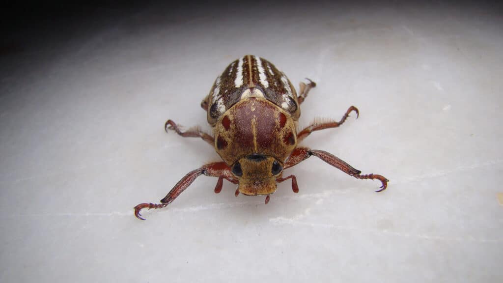 Ten-Lined June Beetle