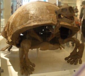 Testudo atlas
