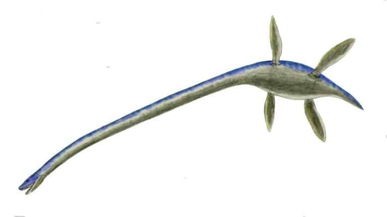 Thalassomedon rendering