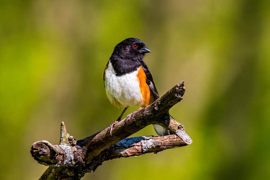 birds that spend their winters in Alabama