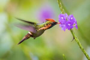 Tufted coquette