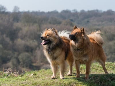 A The Top 10 Dog Breeds That Look Like Bears