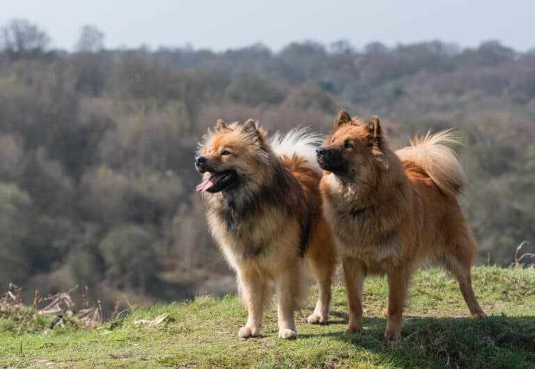 Two Eurasier dogs