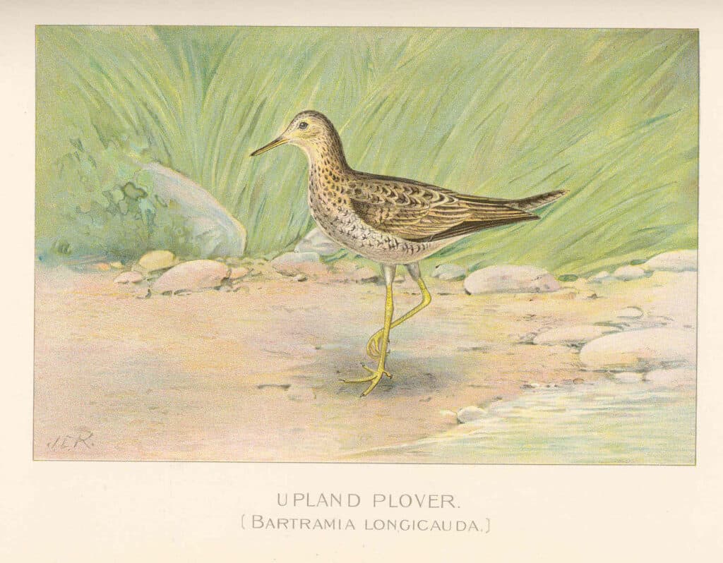 Upland sandpiper