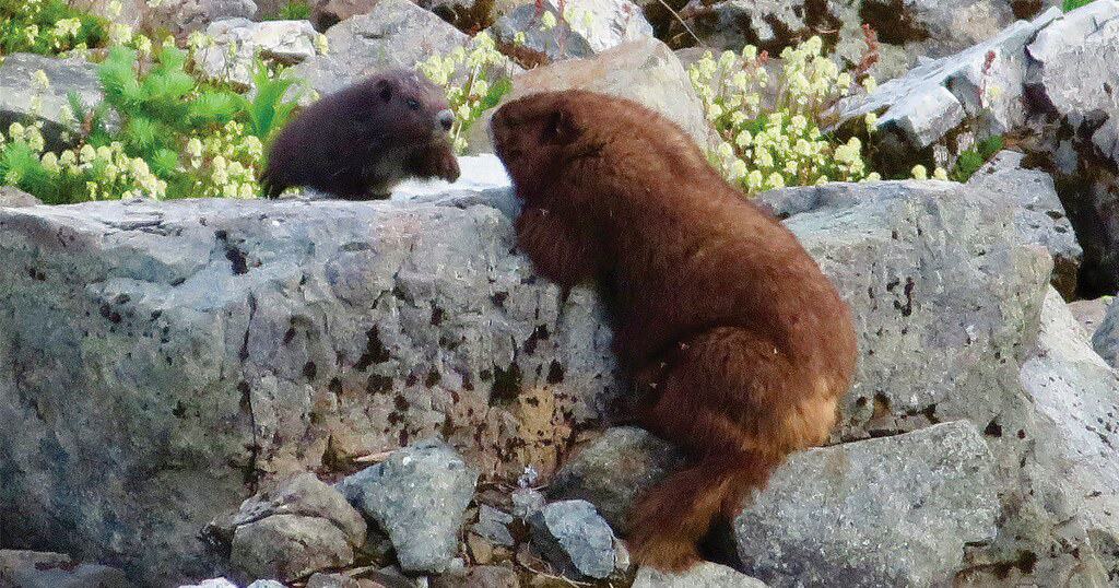 Vancouver Island Marmot