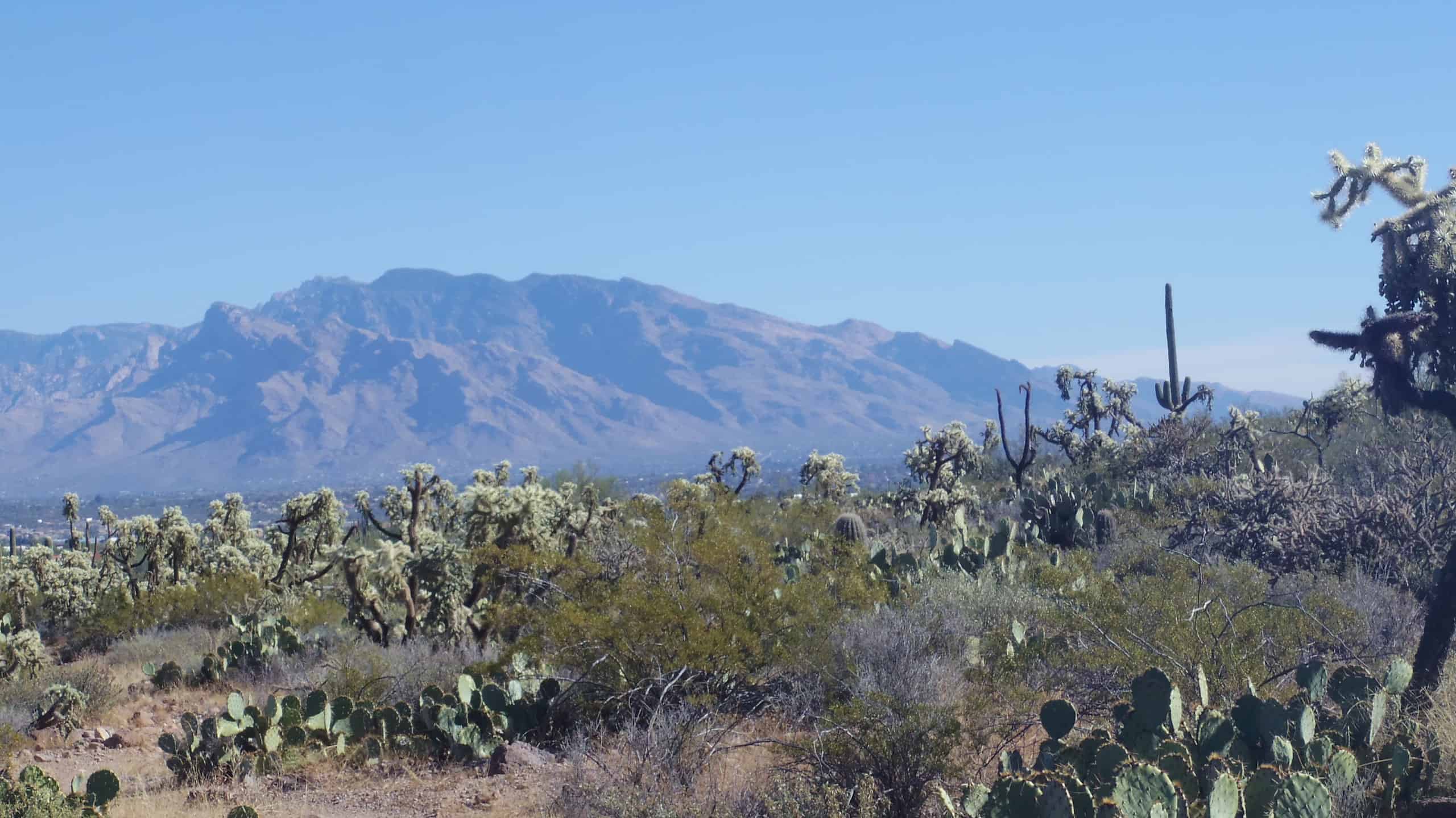 View of Mount Lemmon from West Saguaro National Park near Tucson, Arizona