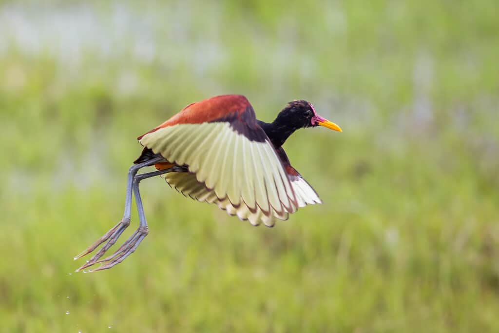 Wattled jacana