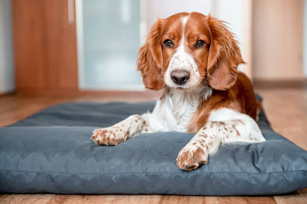 Cute welsh springer spaniel dog breed at home. Helthy adorable pretty dog.