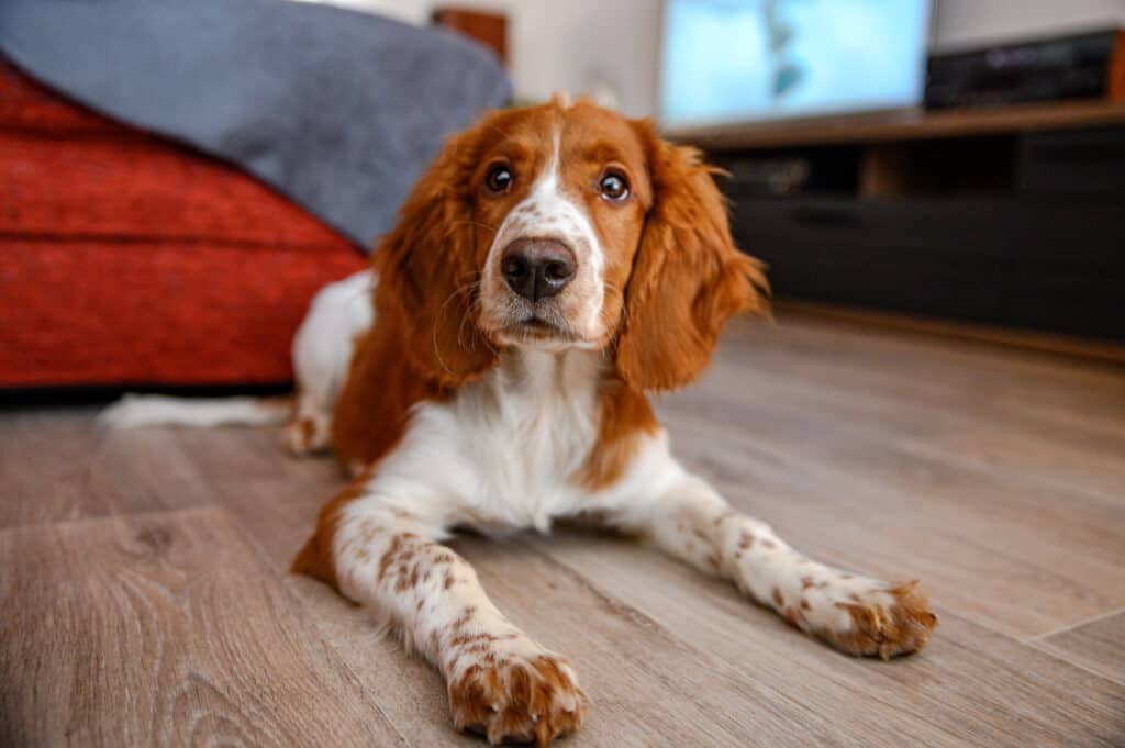 Cute welsh springer spaniel dog indoor.