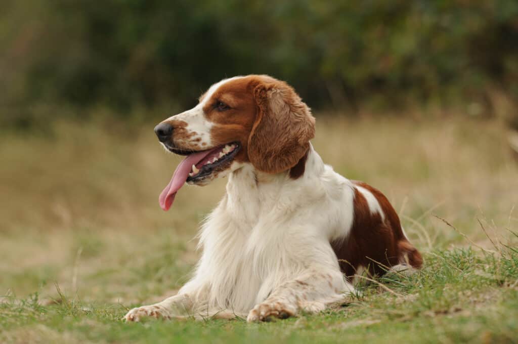Young welsh springer spaniel lying in the grass. Beautiful hunting dog resting on the ground. Portrait of welsh female dog.