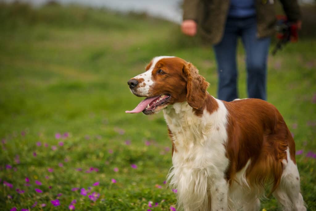 A panting Welsh Springer Spaniel