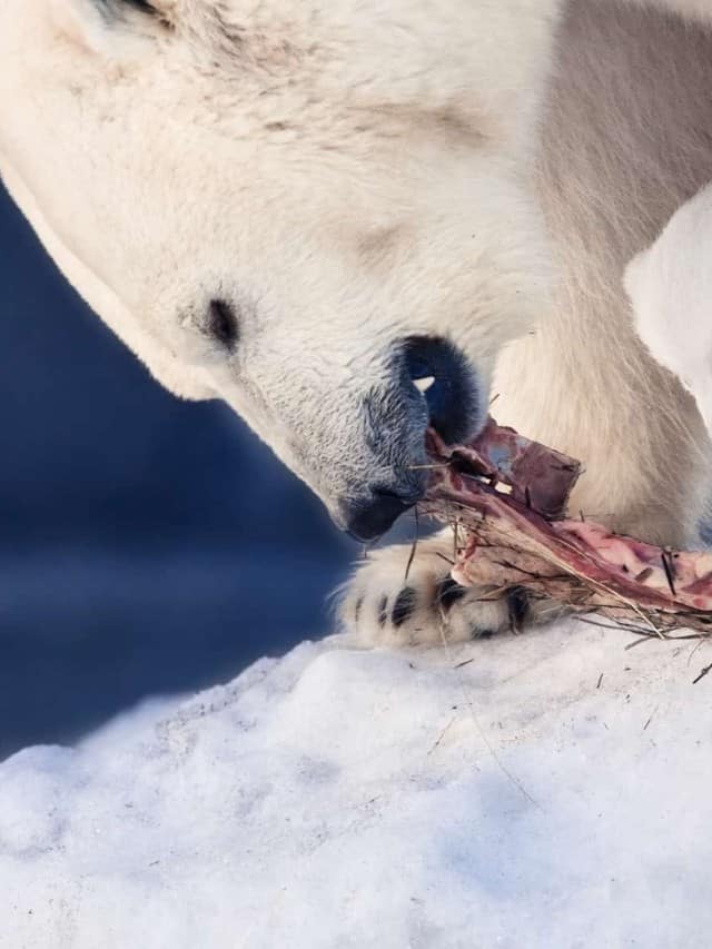 What do Polar Bears Eat Cover image